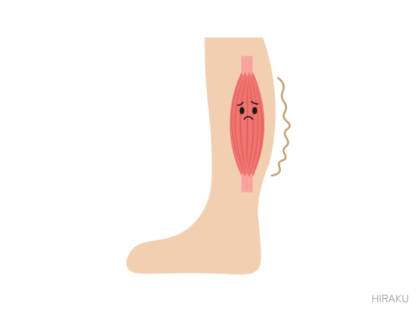 ふくらはぎの筋肉