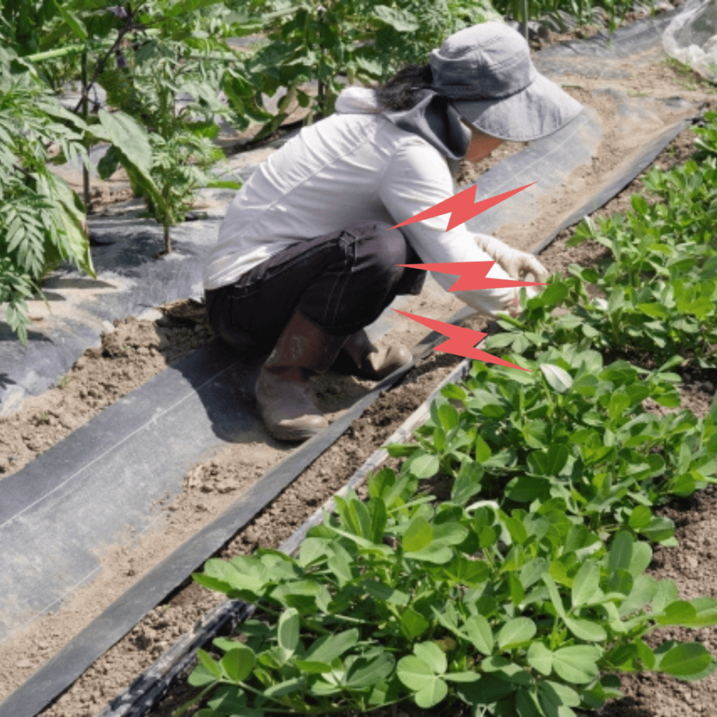 膝の負担　しゃがんで作業する農家さん